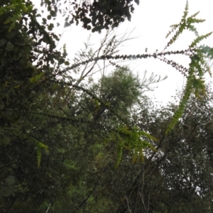 Acacia vestita at Carwoola, NSW - 21 Nov 2021