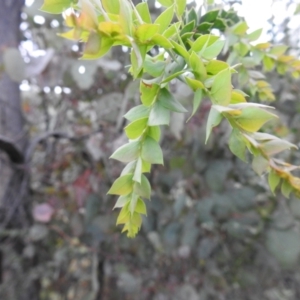 Acacia vestita at Carwoola, NSW - suppressed