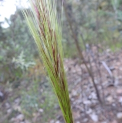 Austrostipa densiflora (Foxtail Speargrass) at Carwoola, NSW - 21 Nov 2021 by Liam.m