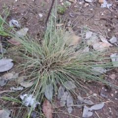 Austrostipa densiflora at Carwoola, NSW - suppressed