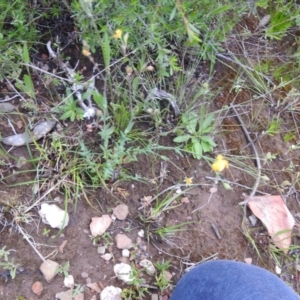 Hypericum gramineum at Carwoola, NSW - 21 Nov 2021