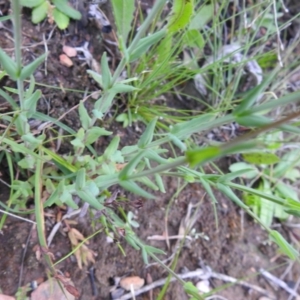 Hypericum gramineum at Carwoola, NSW - 21 Nov 2021