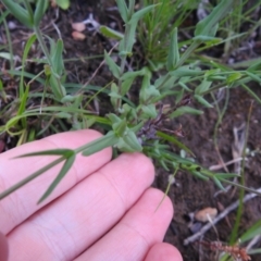 Hypericum gramineum at Carwoola, NSW - 21 Nov 2021