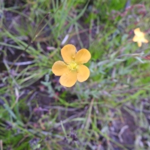 Hypericum gramineum at Carwoola, NSW - 21 Nov 2021