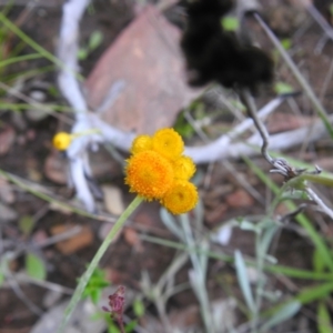 Chrysocephalum apiculatum at Carwoola, NSW - 21 Nov 2021 06:09 PM