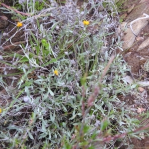 Chrysocephalum apiculatum at Carwoola, NSW - 21 Nov 2021 06:09 PM