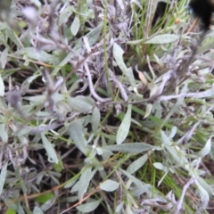 Chrysocephalum apiculatum at Carwoola, NSW - 21 Nov 2021 06:09 PM