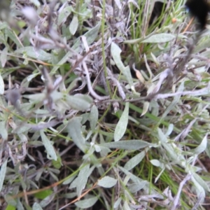 Chrysocephalum apiculatum at Carwoola, NSW - 21 Nov 2021