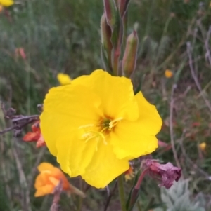 Oenothera stricta subsp. stricta at Paddys River, ACT - 23 Nov 2021