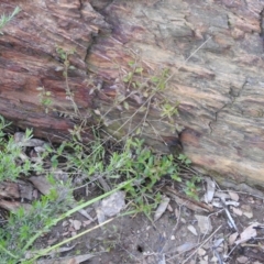 Opercularia hispida (Hairy Stinkweed) at Carwoola, NSW - 21 Nov 2021 by Liam.m