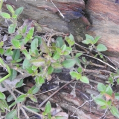 Opercularia hispida at Carwoola, NSW - 21 Nov 2021