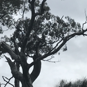 Callocephalon fimbriatum at Deakin, ACT - 24 Nov 2021