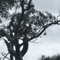 Callocephalon fimbriatum (Gang-gang Cockatoo) at Red Hill Nature Reserve - 24 Nov 2021 by Tapirlord
