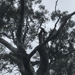 Callocephalon fimbriatum at Deakin, ACT - 24 Nov 2021