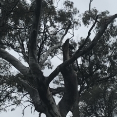 Callocephalon fimbriatum at Deakin, ACT - 24 Nov 2021