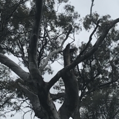 Callocephalon fimbriatum at Deakin, ACT - 24 Nov 2021