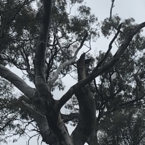 Callocephalon fimbriatum at Deakin, ACT - 24 Nov 2021