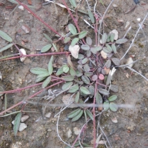 Grona varians at Carwoola, NSW - suppressed