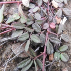 Grona varians at Carwoola, NSW - suppressed