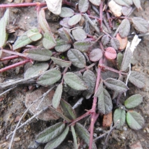 Grona varians at Carwoola, NSW - suppressed