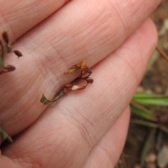 Grona varians at Carwoola, NSW - suppressed