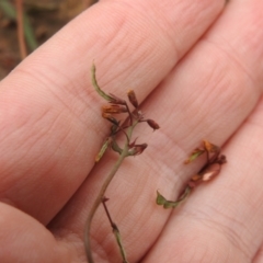 Grona varians at Carwoola, NSW - suppressed