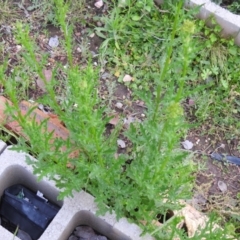 Senecio bathurstianus (Rough Fireweed) at Carwoola, NSW - 21 Nov 2021 by Liam.m