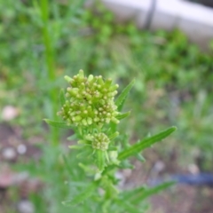 Senecio bathurstianus at Carwoola, NSW - suppressed