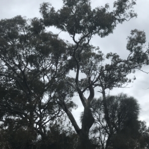 Eucalyptus blakelyi at Deakin, ACT - 24 Nov 2021