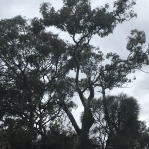 Eucalyptus blakelyi at Deakin, ACT - 24 Nov 2021 06:01 PM