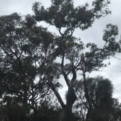 Eucalyptus blakelyi (Blakely's Red Gum) at Deakin, ACT - 24 Nov 2021 by Tapirlord