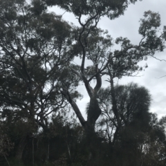 Eucalyptus blakelyi at Deakin, ACT - 24 Nov 2021 06:01 PM