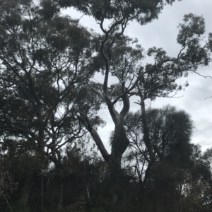 Eucalyptus blakelyi at Deakin, ACT - 24 Nov 2021