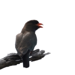 Eurystomus orientalis (Dollarbird) at Pialligo, ACT - 23 Nov 2021 by jbromilow50