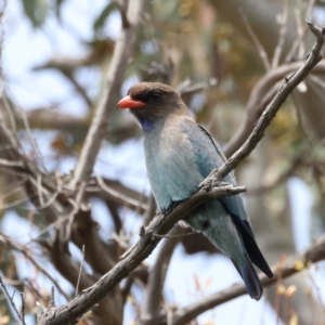 Eurystomus orientalis at Pialligo, ACT - 23 Nov 2021