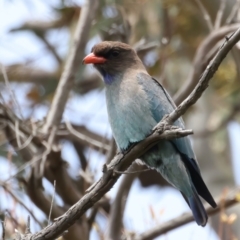 Eurystomus orientalis at Pialligo, ACT - 23 Nov 2021