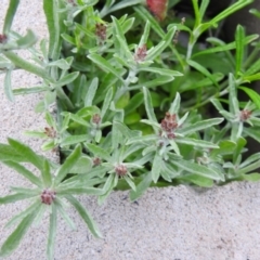 Gamochaeta calviceps at Carwoola, NSW - suppressed