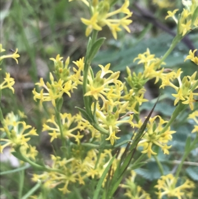 Pimelea curviflora var. sericea (Curved Riceflower) at Red Hill Nature Reserve - 24 Nov 2021 by Tapirlord