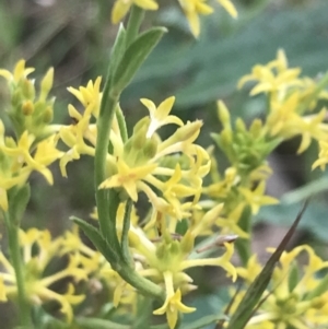 Pimelea curviflora var. sericea at Deakin, ACT - 24 Nov 2021