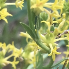 Pimelea curviflora var. sericea at Deakin, ACT - 24 Nov 2021