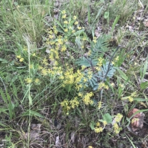 Pimelea curviflora var. sericea at Deakin, ACT - 24 Nov 2021