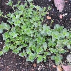 Lysimachia arvensis (Scarlet Pimpernel) at Carwoola, NSW - 21 Nov 2021 by Liam.m