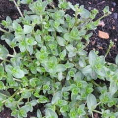 Lysimachia arvensis at Carwoola, NSW - suppressed