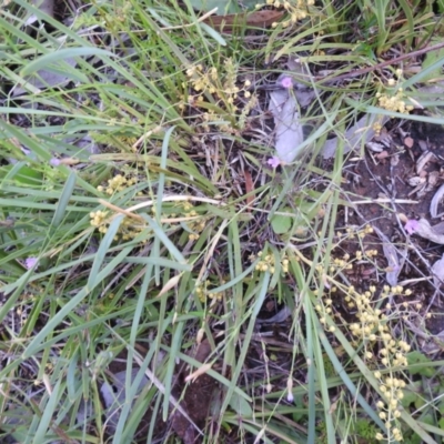 Lomandra filiformis subsp. coriacea (Wattle Matrush) at Carwoola, NSW - 21 Nov 2021 by Liam.m