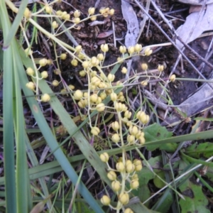 Lomandra filiformis subsp. coriacea at Carwoola, NSW - suppressed