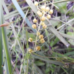 Lomandra filiformis subsp. coriacea at Carwoola, NSW - suppressed