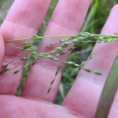 Ehrharta erecta at Carwoola, NSW - 21 Nov 2021