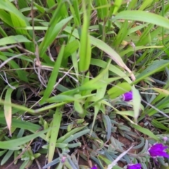 Ehrharta erecta at Carwoola, NSW - suppressed