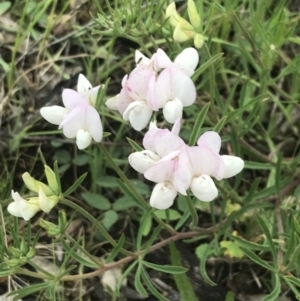 Lotus australis at Deakin, ACT - 24 Nov 2021