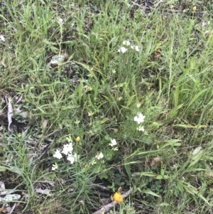 Lotus australis at Deakin, ACT - 24 Nov 2021